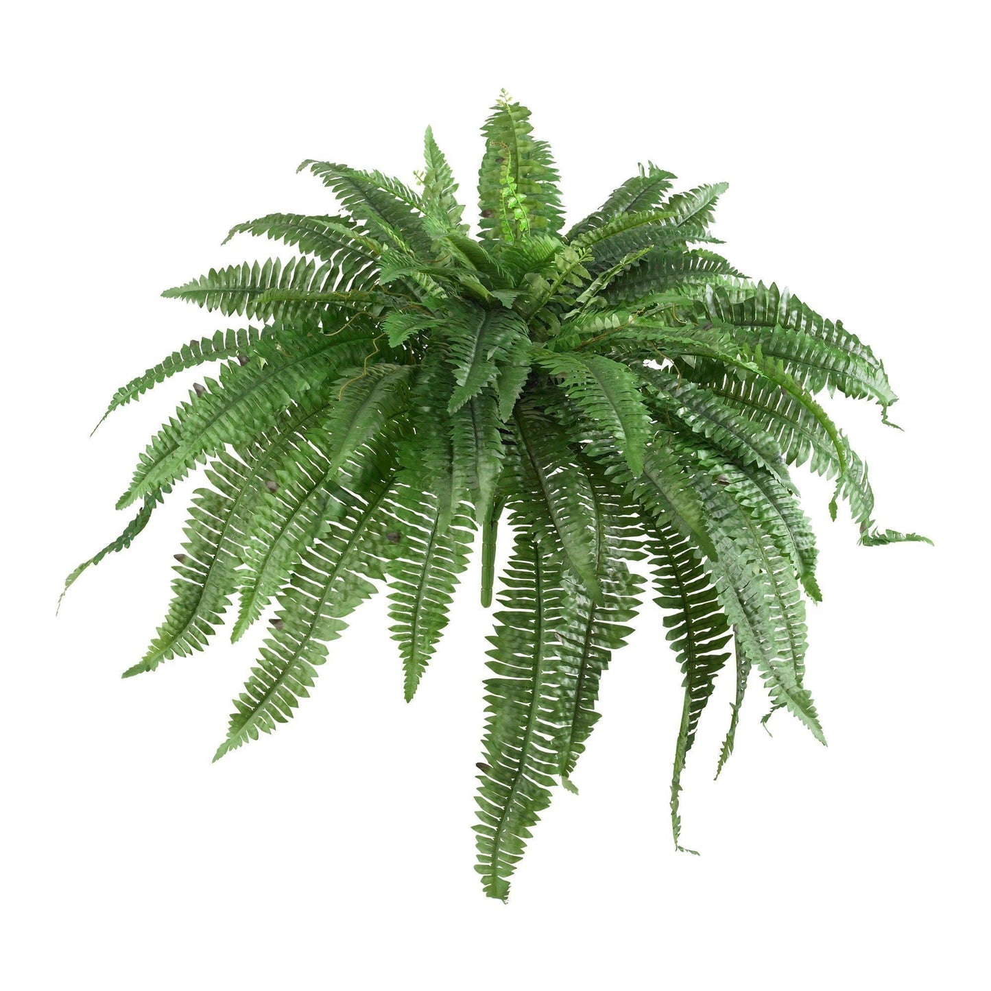 48” Boston Fern - Set of 2