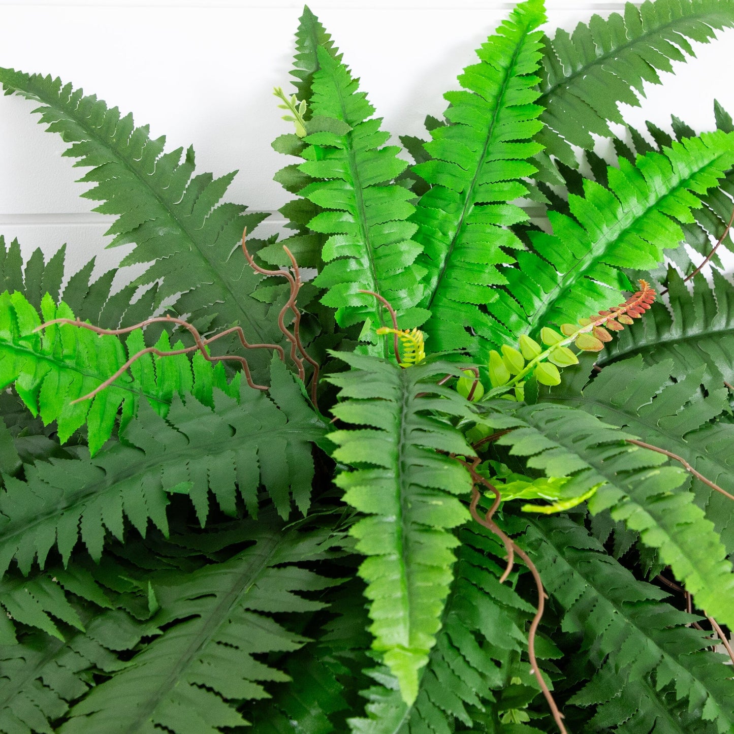 48” Boston Fern - Set of 2