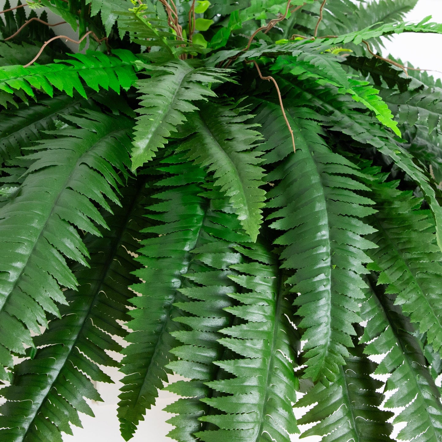 48” Boston Fern - Set of 2