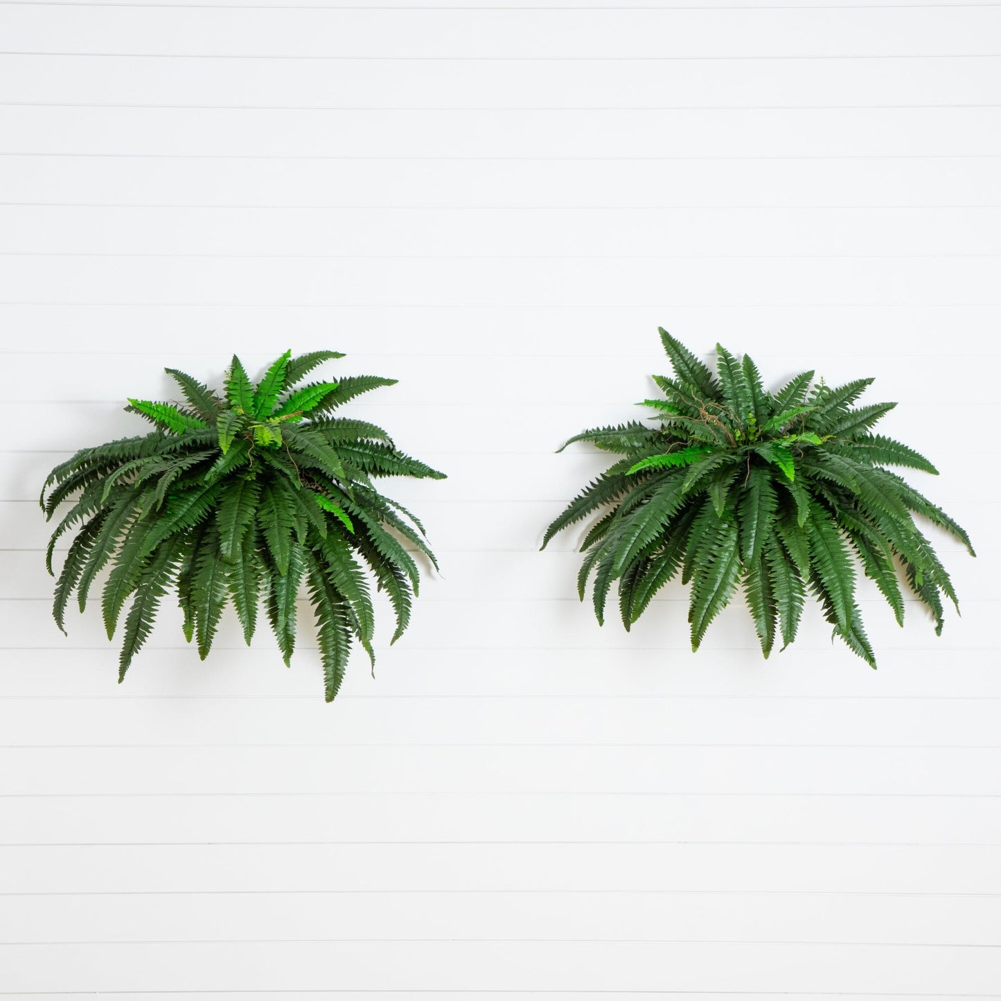 48” Boston Fern - Set of 2